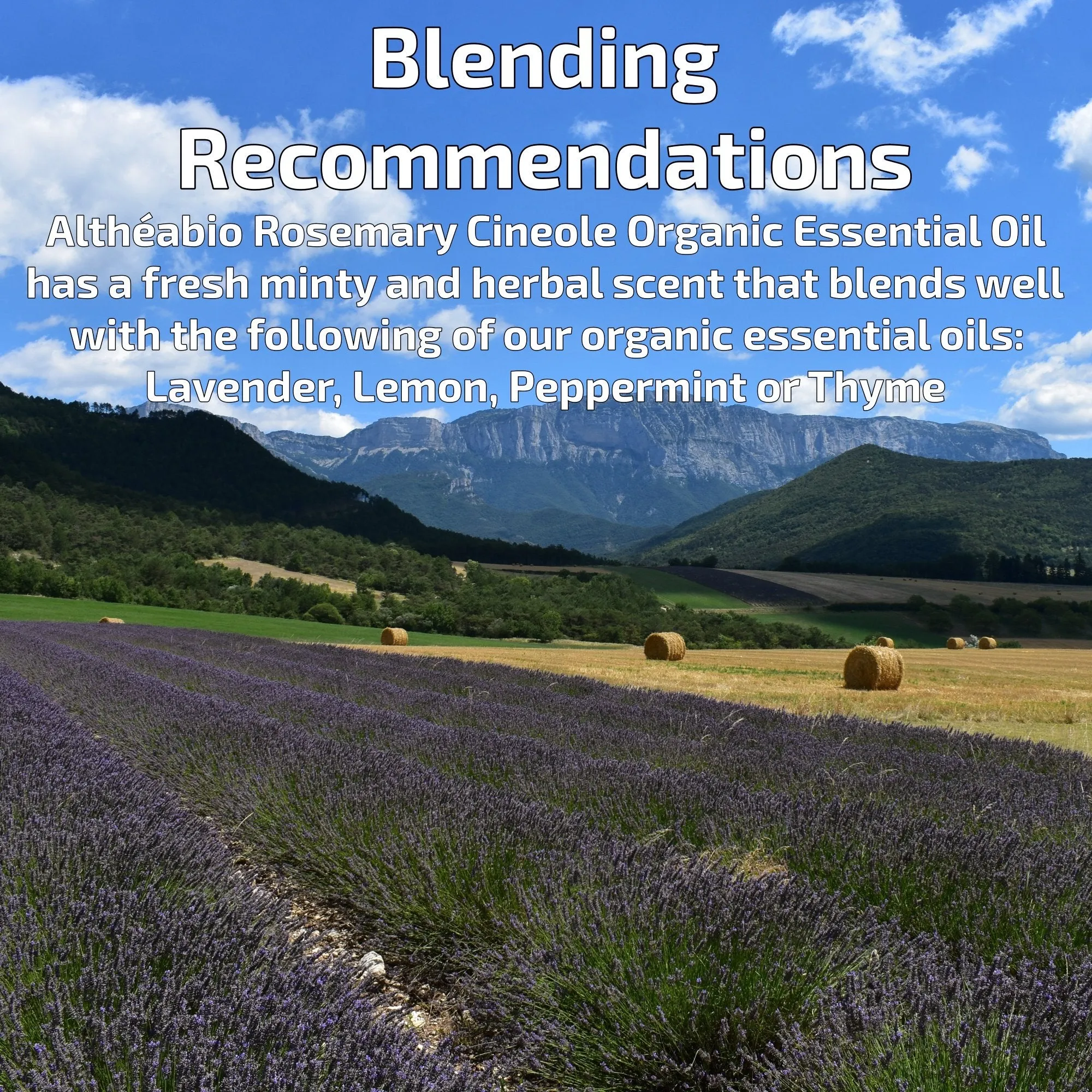 Altheabio Organic Rosemary Cineol Organic Essential Oil | 10 ml | For Aromatherapy or as Room Fragrance in Essential Oil Diffuser