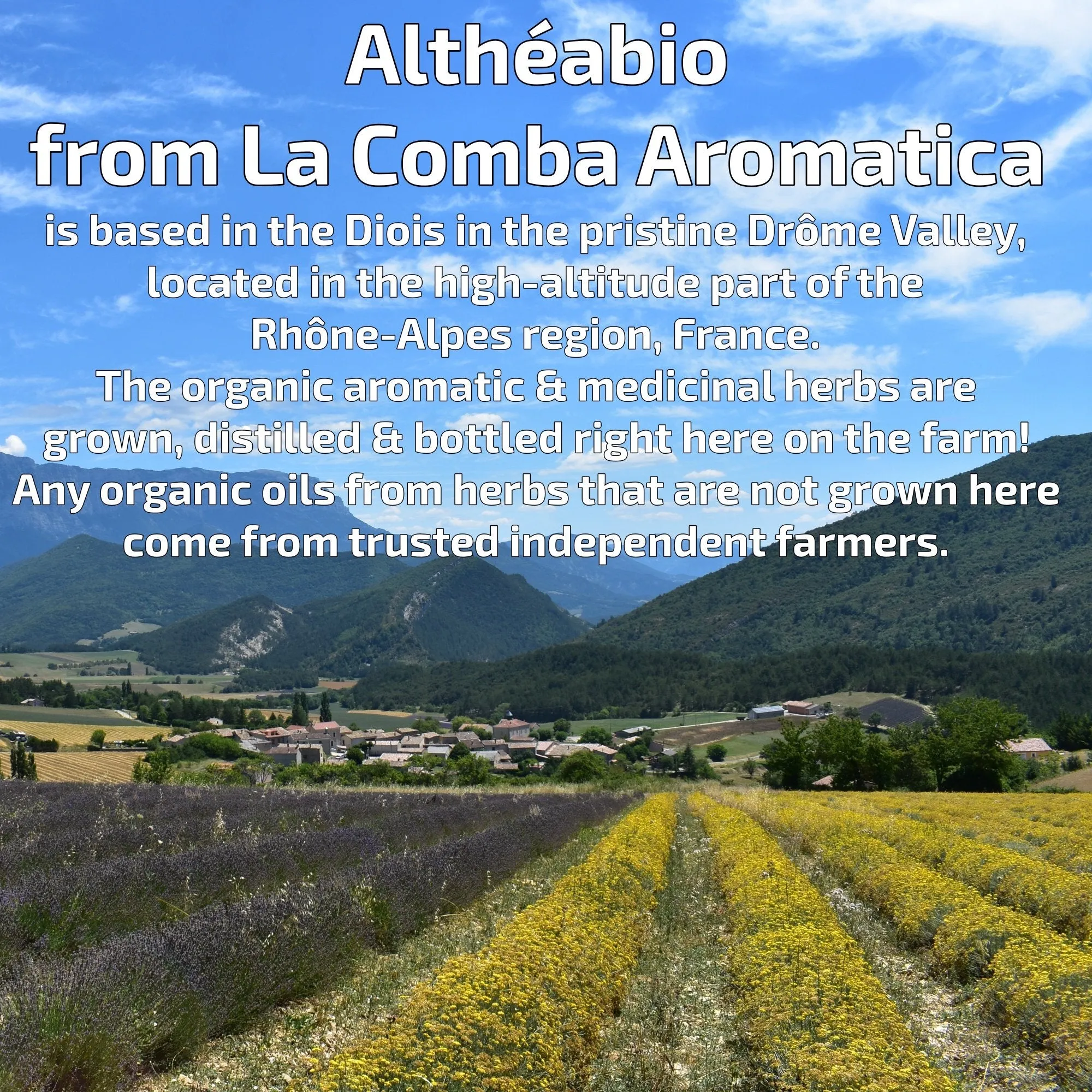 Altheabio Organic Rosemary Cineol Organic Essential Oil | 10 ml | For Aromatherapy or as Room Fragrance in Essential Oil Diffuser