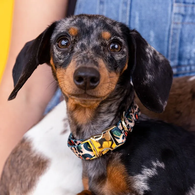 Pink Papyrus Beckett Collar, Leopard