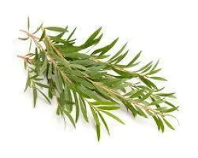 Tea tree Essential Oil 10ml