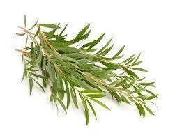 Tea tree Essential Oil 10ml